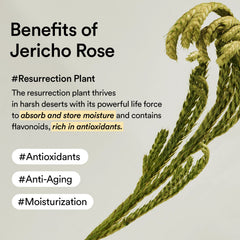 Abib Collagen Eye Patch Jericho Rose Jelly